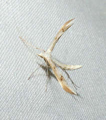 Platyptilia celidotus