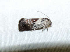 Eupselia carpocapsella