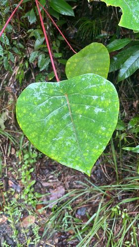 Homalanthus novoguineensis observed 2026-09-29