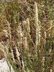 Melica persica