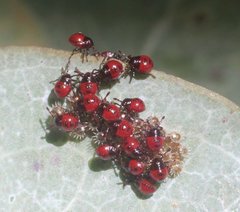 Oechalia schellenbergii