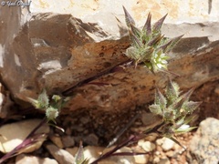 Minuartia meyeri