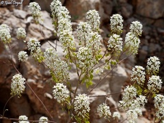Peltaria angustifolia
