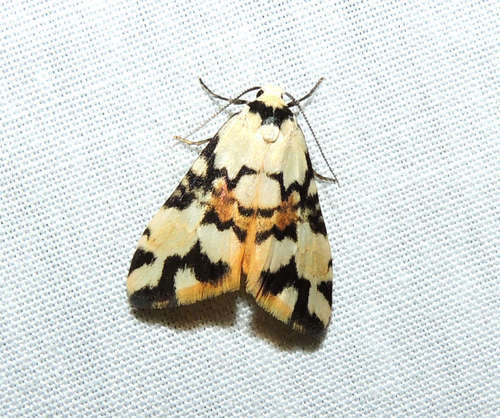 Thallarcha oblita