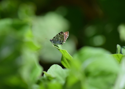 Orcus Checkered-Skipper