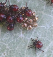 Oechalia schellenbergii