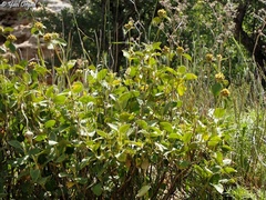 Phlomis chrysophylla