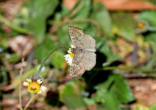 Glassy-winged Skipper