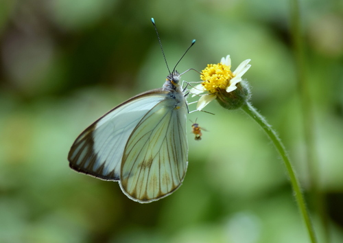 Great Southern White