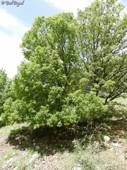 Quercus look