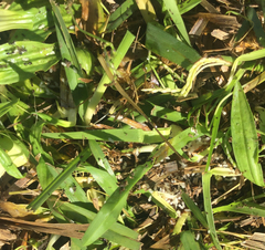 Technomyrmex jocosus