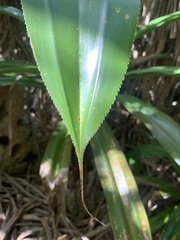Pandanus dubius