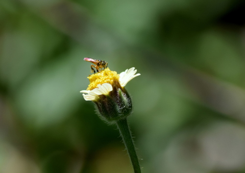 Narrow Stingless Bee