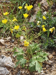 Ranunculus neocuneatus