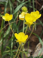 Ranunculus neocuneatus