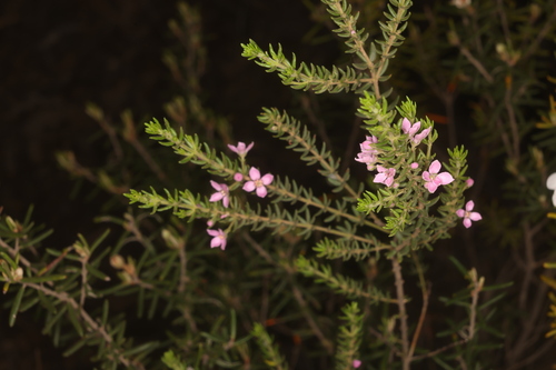 Zieria aspalathoides observed 2026-09-22