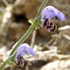 Salvia indica