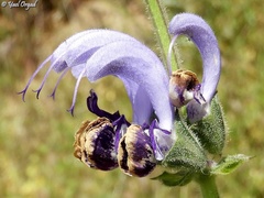 Salvia indica