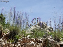 Scilla hyacinthoides