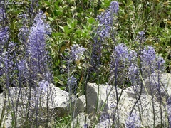 Scilla hyacinthoides