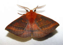 Anthela repleta