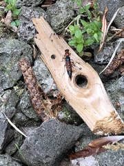 Paederus schoenherri