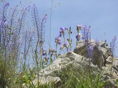 Scilla hyacinthoides