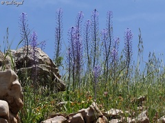 Scilla hyacinthoides