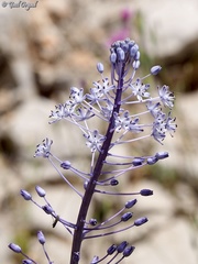 Scilla hyacinthoides
