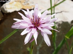 Pseudopodospermum phaeopappum