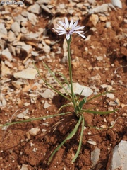Pseudopodospermum phaeopappum