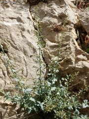 Scrophularia libanotica