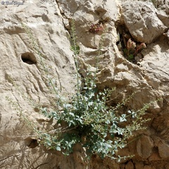 Scrophularia libanotica