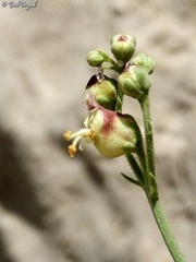 Scrophularia libanotica