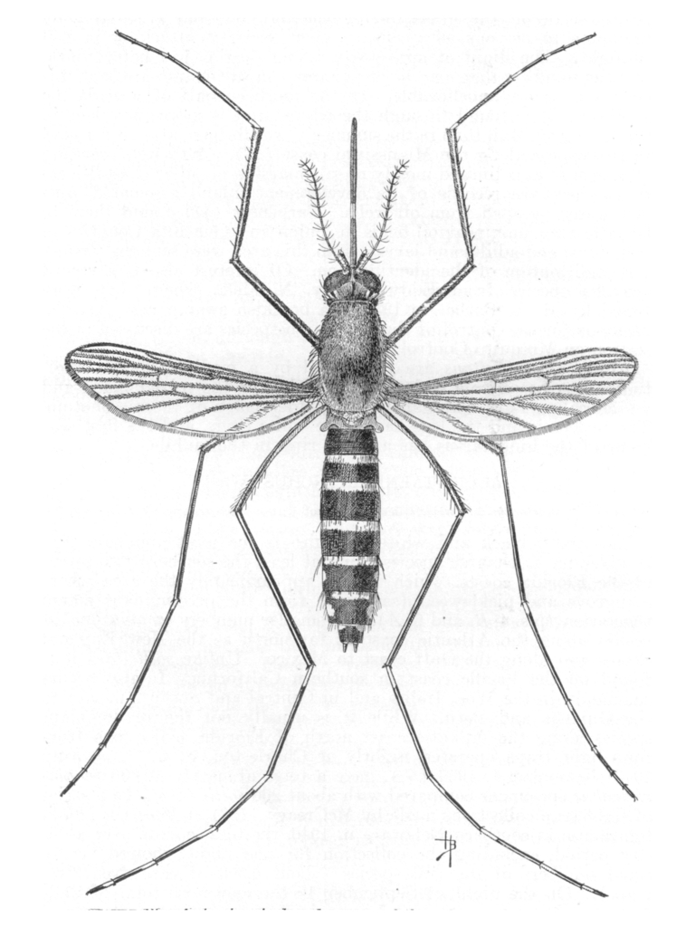 Black Saltmarsh Mosquito
