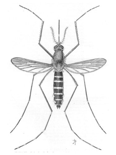 Black Saltmarsh Mosquito