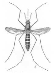 Black Saltmarsh Mosquito
