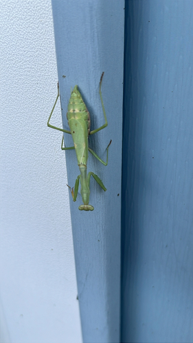 Carolina Mantis