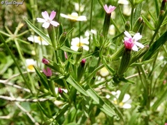 Silene crassipes