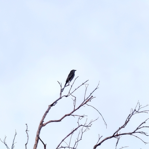 Ashy Drongo