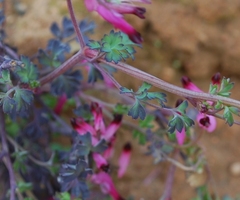 Fumaria muralis muralis