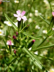 Silene crassipes