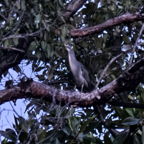 Little Heron