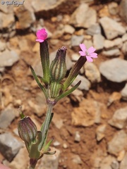 Silene crassipes