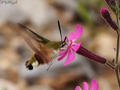 Hemaris syra