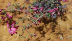 Fumaria muralis muralis