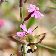 Hemaris syra