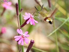 Silene damascena