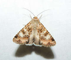Heliothis punctifera