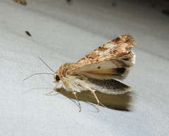 Heliothis punctifera